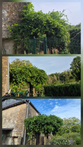 Photo de galerie - Taille d'une glycine 