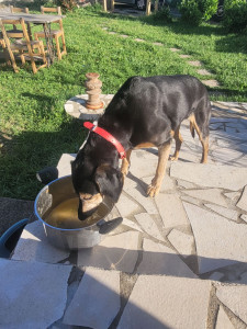 Photo de galerie - Garde chien