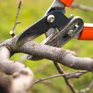 Photo de galerie - Taille d’arbustes