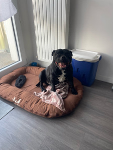 Photo de galerie - J’ai eu le plaisir de garder Osko pendant 17jours à mon domicile :) j’ai été ravie de lui apporter de l’amour, de lui tenir compagnie et de jouer avec lui:)