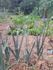 Photo de galerie - Paysagiste - Aménagement du jardin