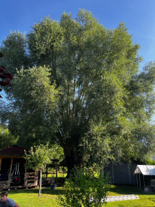 Photo de galerie - Elagage et coupe d'arbres