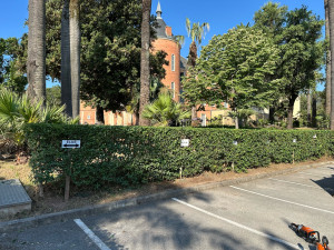 Photo de galerie - Entretien haies de troène et débroussaillage aux pieds de ceux-ci