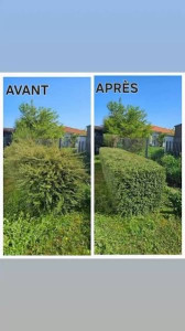 Photo de galerie - Une taille de haie