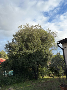 Photo de galerie - Elagage et coupe d'arbres