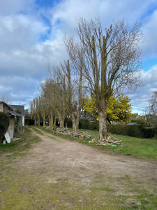 Photo de galerie - élagage 