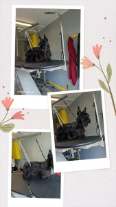 Photo de galerie - Toilettage