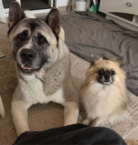 Photo de galerie - Garde chien