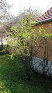 Photo de galerie - Avent que la haie soit tailler 