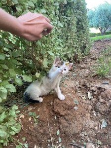 Photo de galerie - Garde chat