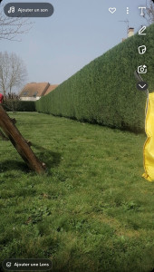 Photo de galerie - Taille de haies et d'arbustes