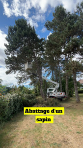Photo de galerie - Abattage de sapin avec nacelle