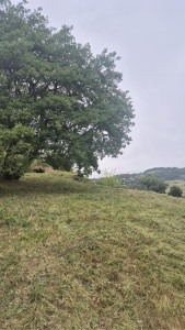 Photo de galerie - Tonte de pelouse - Débroussaillage