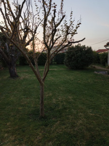 Photo de galerie - Entretien espaces verts 