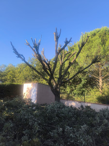 Photo de galerie - élagage d'un chêne 