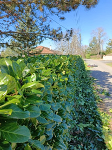 Photo de galerie - Taille de haies et d'arbustes