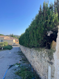 Photo de galerie - Taille de cyprès 