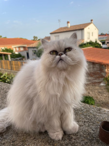 Photo de galerie - Garde chat