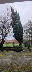 Photo de galerie - Elagage et coupe d'arbres