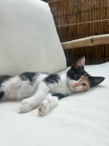 Photo de galerie - Lana, chaton d’à peine 3 mois, que je garde régulièrement à mon domicile