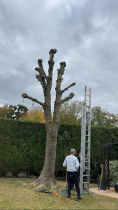 Photo de galerie - élagage acacia