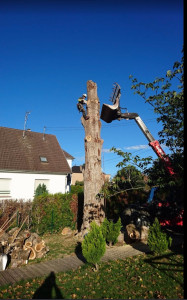 Photo de galerie - Elagage et coupe d'arbres