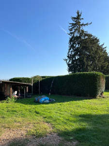 Photo de galerie - Taille de haies et d'arbustes