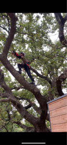 Photo de galerie - Elagage et coupe d'arbres