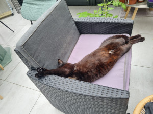 Photo de galerie - Garde chat à son domicile 