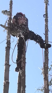 Photo de galerie - Démontage de résineux