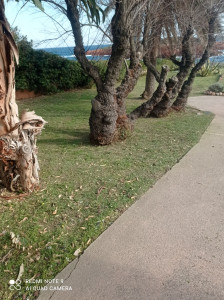 Photo de galerie - Tonte de pelouse - Débroussaillage