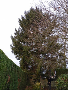 Photo de galerie - Abattage par démontage 