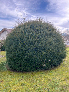 Photo de galerie - Taille d arbres 