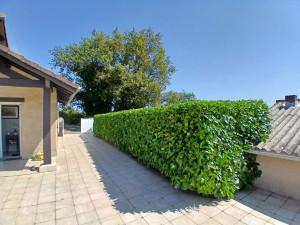 Photo de galerie - Taille de haies et d'arbustes