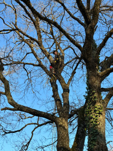 Photo de galerie - Moi dans les arbres 
