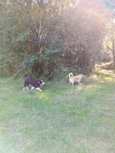 Photo de galerie - Garde chiens, chats, chèvres, lapins, poules...