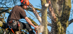 Photo de galerie - élagage 