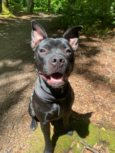 Photo de galerie - Ma petite chienne très sociable ! 