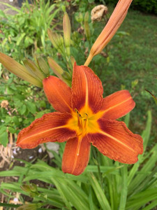 Photo de galerie - Paysagiste - Aménagement du jardin