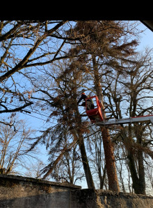 Photo de galerie - Elagage et coupe d'arbres
