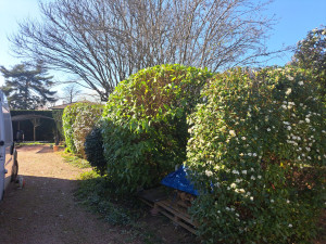 Photo de galerie - Taille de haies et d'arbustes