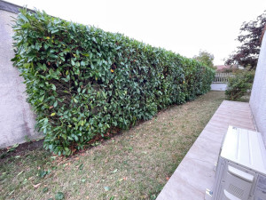 Photo de galerie - Taillage haie 