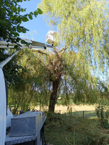 Photo de galerie - éclairsissage, élagage d'un saule pleureur après tempête 