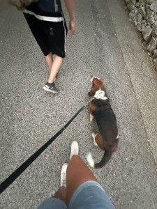 Photo de galerie - Garde d’animaux 