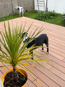 Photo de galerie - 2 chiens que j’ai gardé 