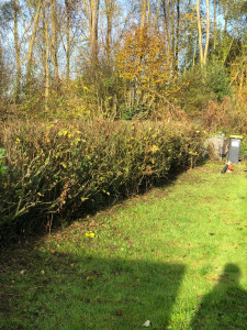 Photo de galerie - Taille