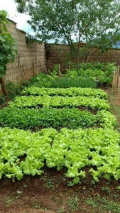 Photo de galerie - Potager