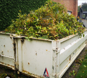 Photo de galerie - Taille de haies et d'arbustes