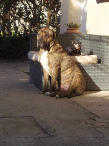 Photo de galerie - Nos deux chiens seront ravis d'avoir des copains pendant vos vacances