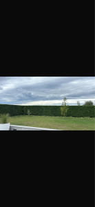 Photo de galerie - Taille de haies